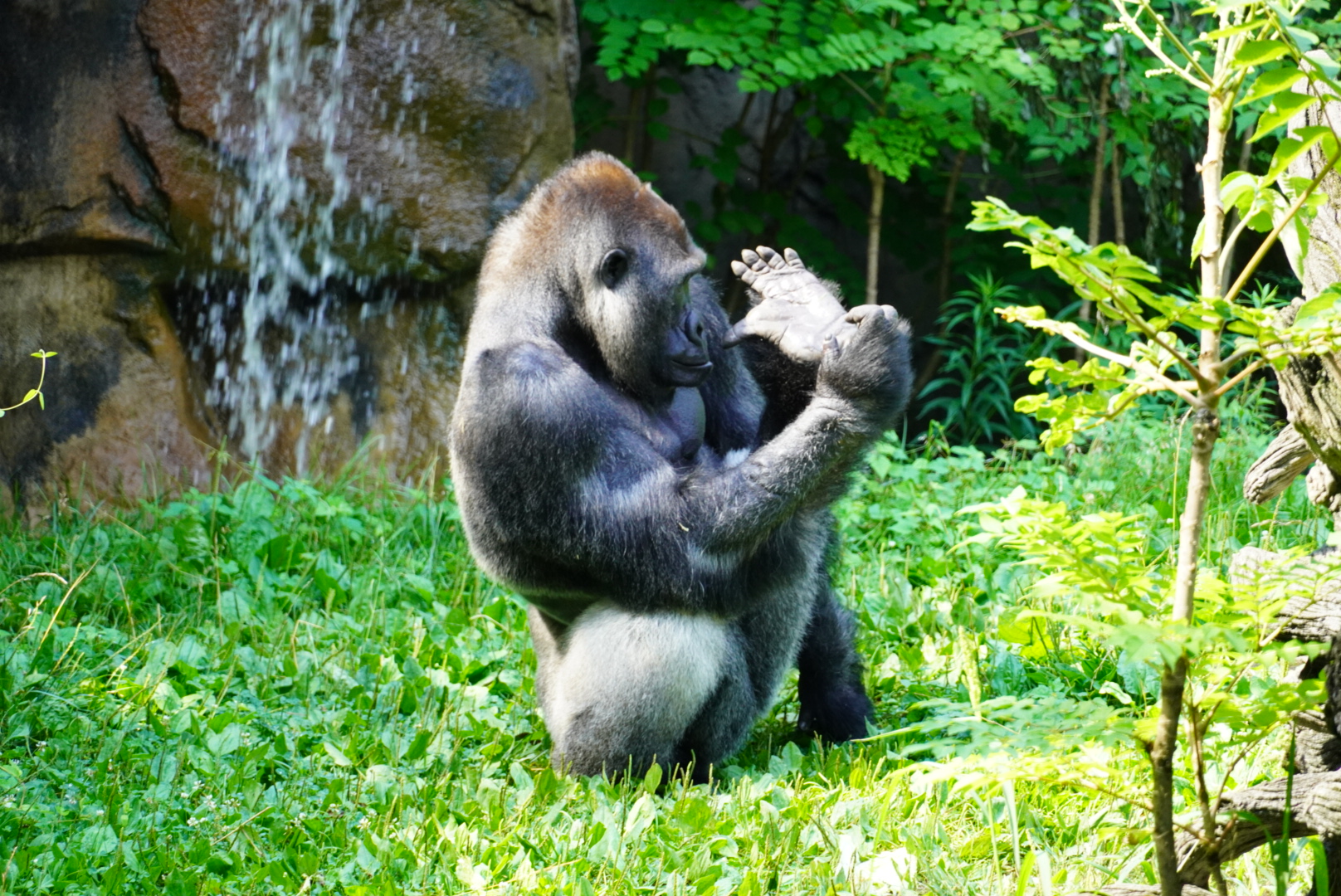 Western Lowland Gorilla, “Pende”