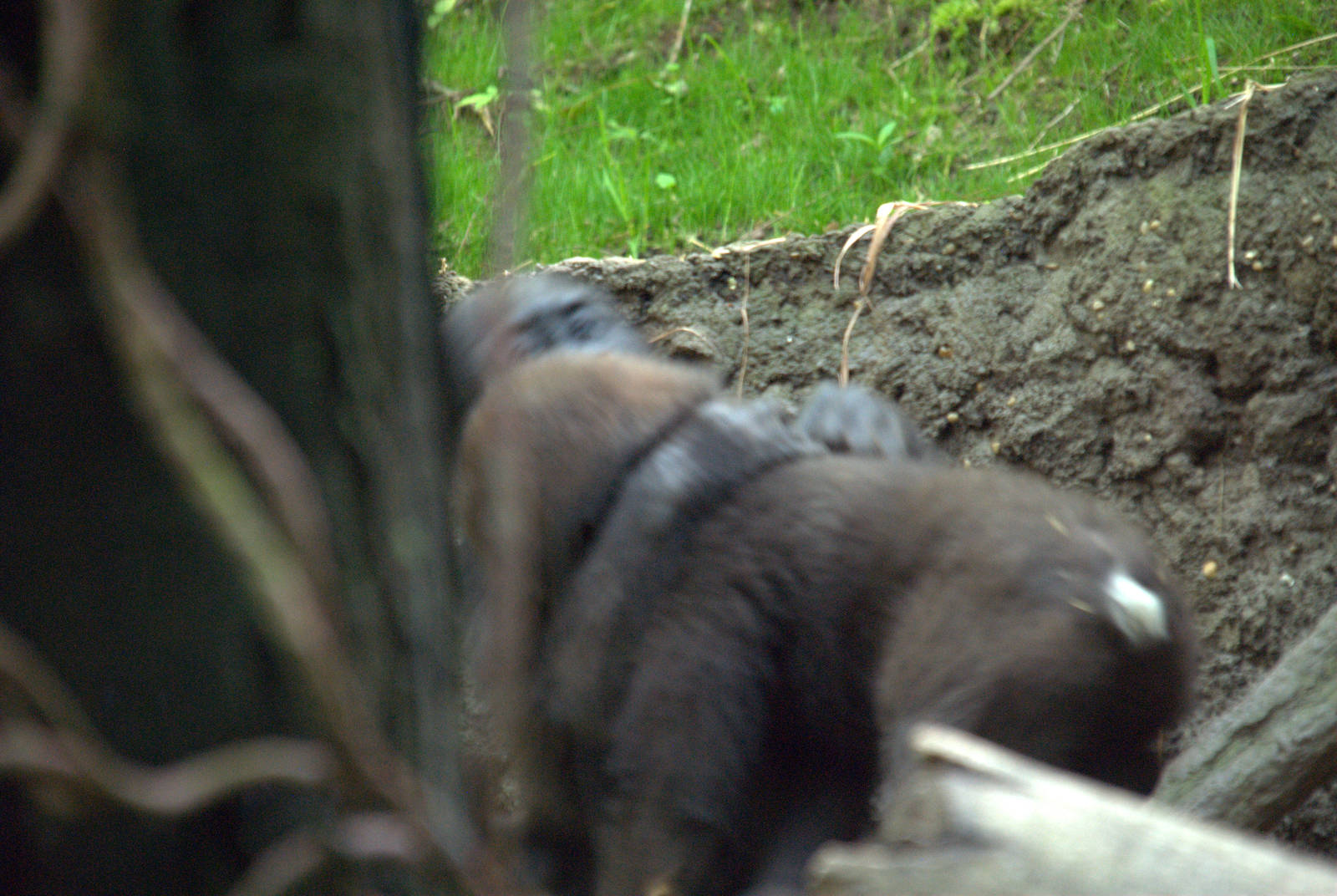 Western Lowland Gorilla Play Fight