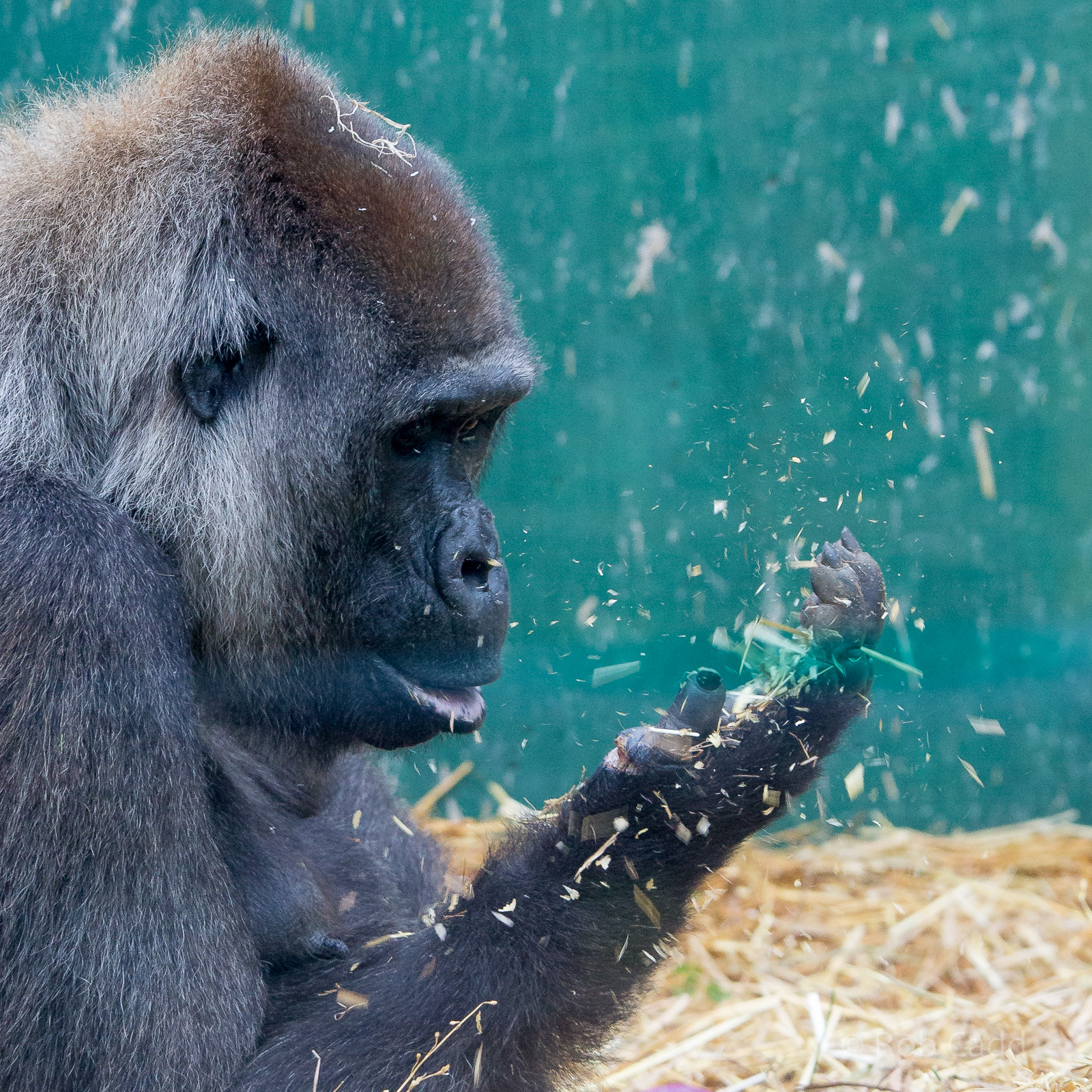 Western lowland gorilla : Port Lympne : 17 Oct 2014