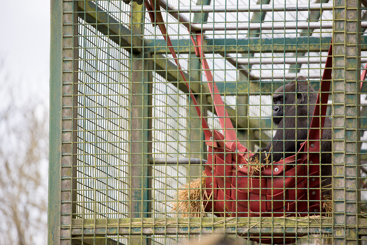 Western lowland gorilla : Port Lympne : 31 Mar 2015