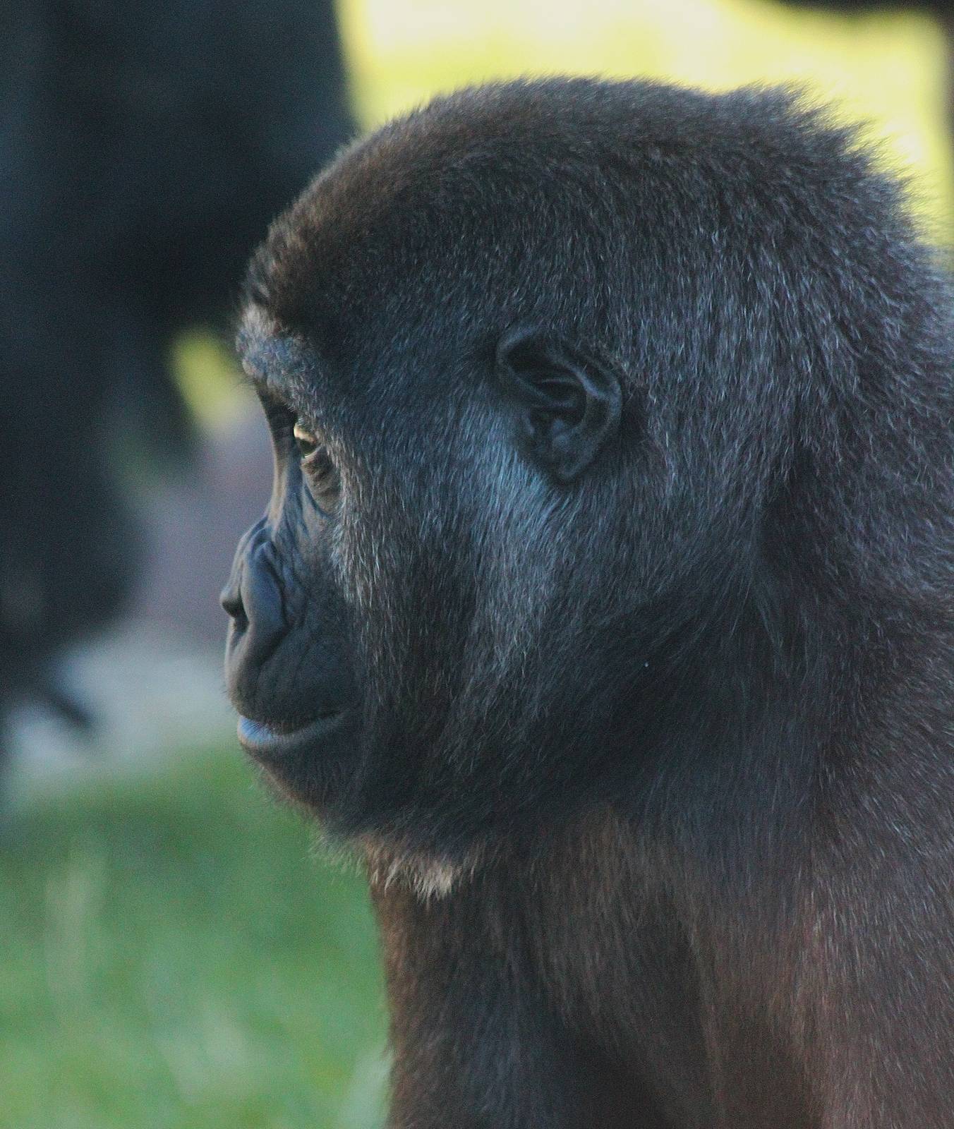 Western Lowland Gorilla portrait