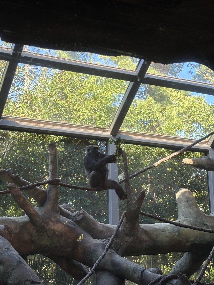 Western Lowland Gorilla Posing