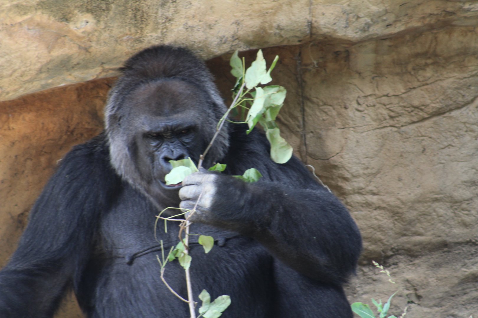 Western lowland gorilla | Primate Canyon