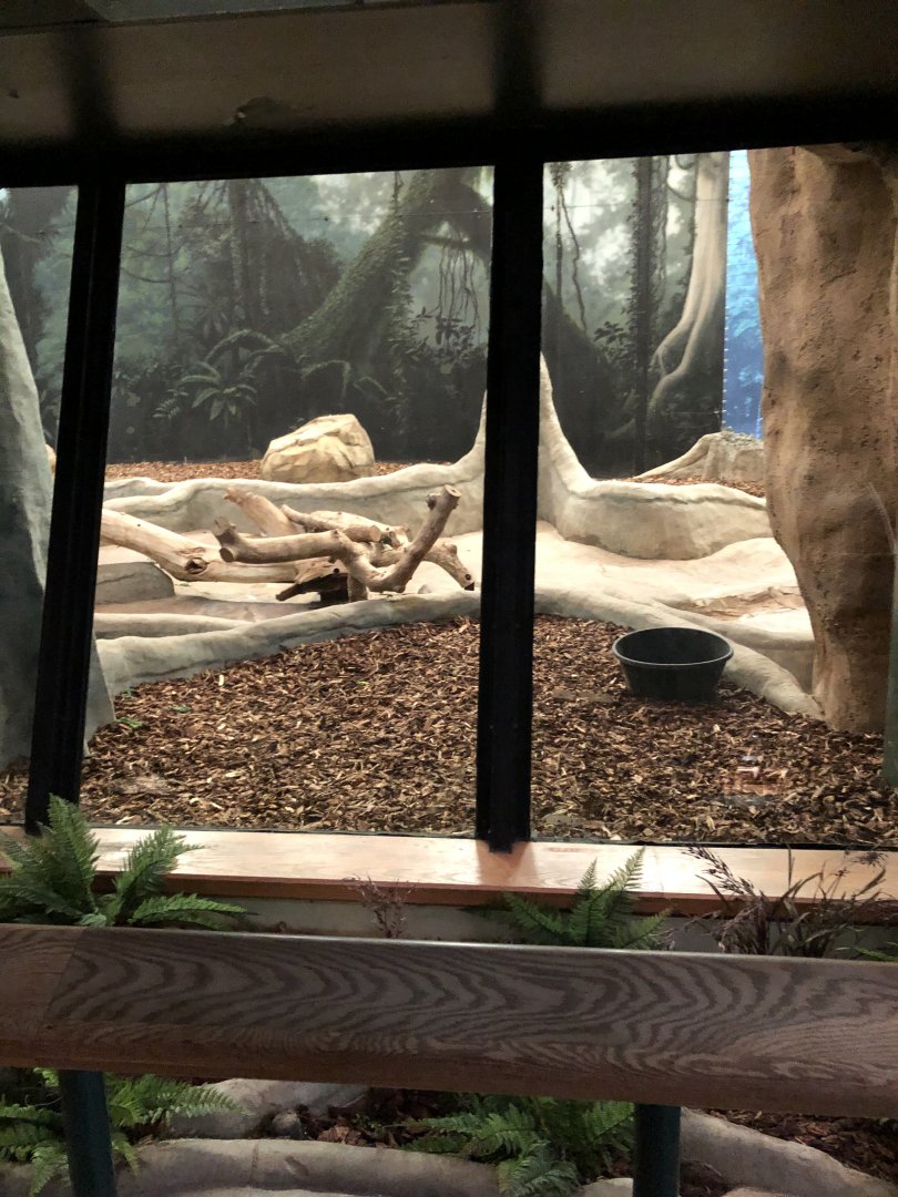 Western Lowland Gorilla Renovation