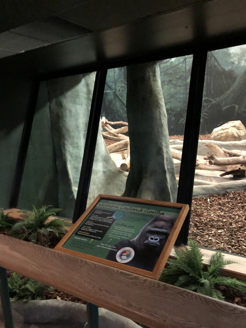 Western Lowland Gorilla Renovation