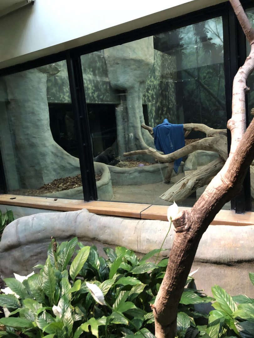 Western Lowland Gorilla Renovation