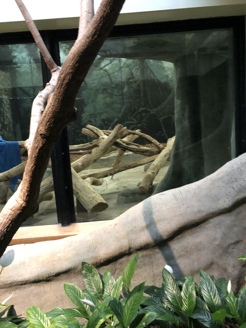 Western Lowland Gorilla Renovation