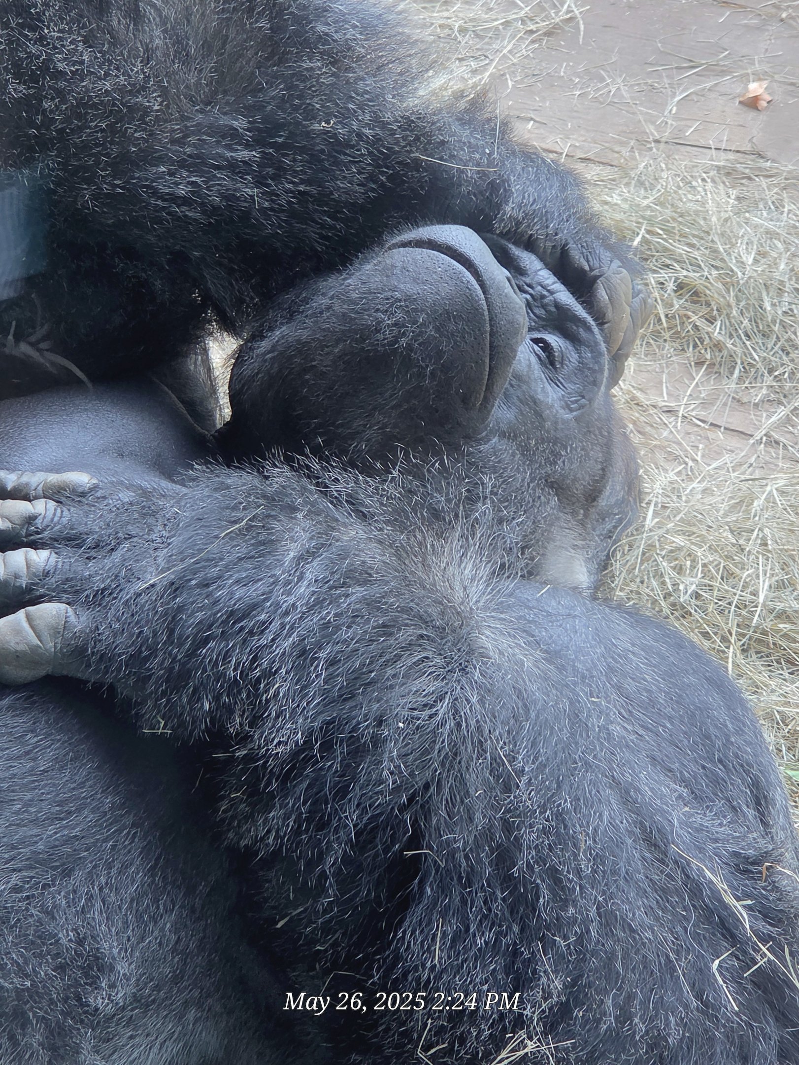 Western Lowland Gorilla  - Riverbanks Zoo