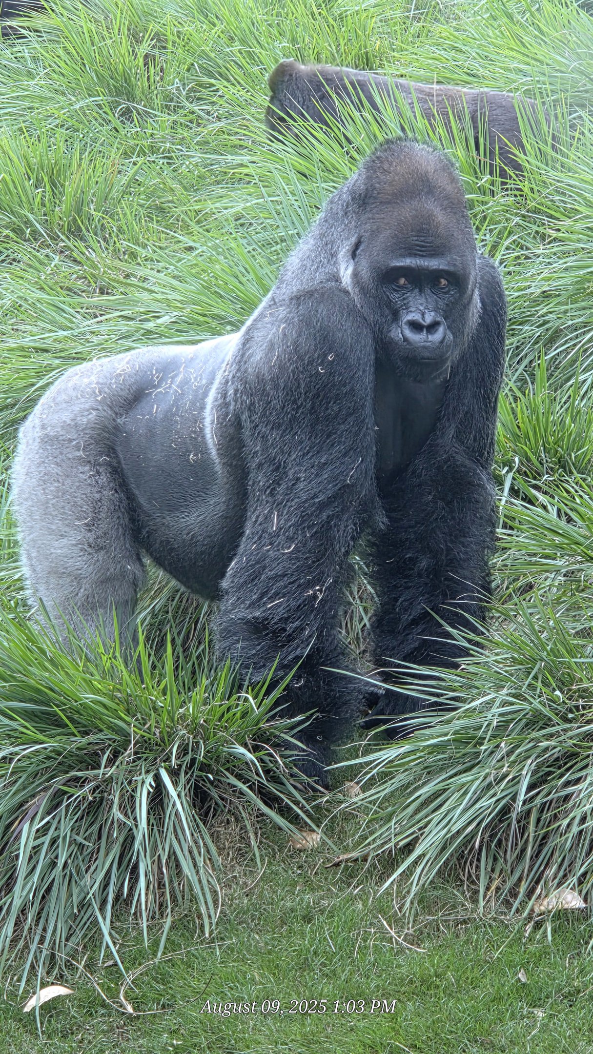 Western Lowland Gorilla - Riverbanks Zoo