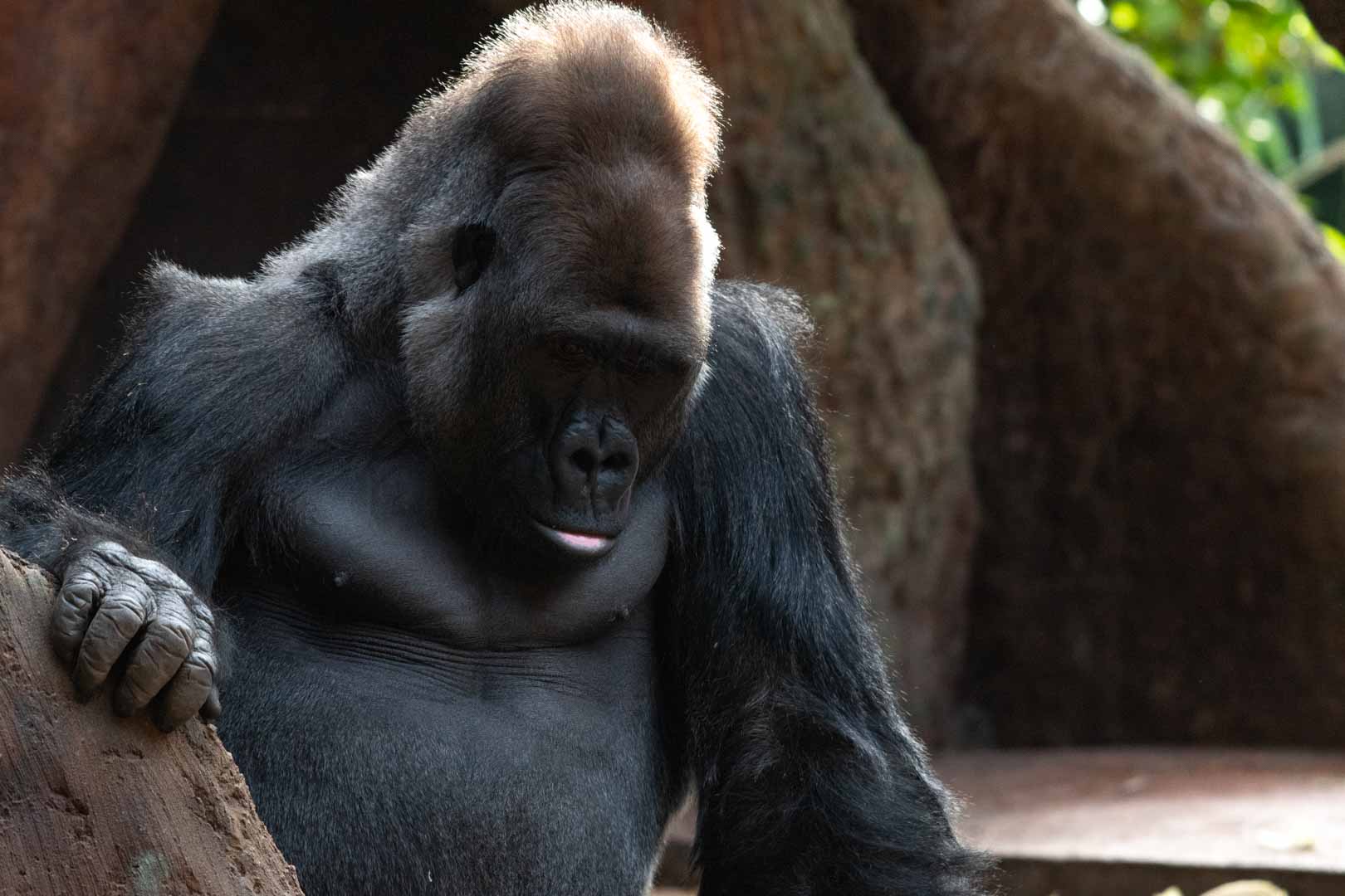 Western Lowland Gorilla Sadiki