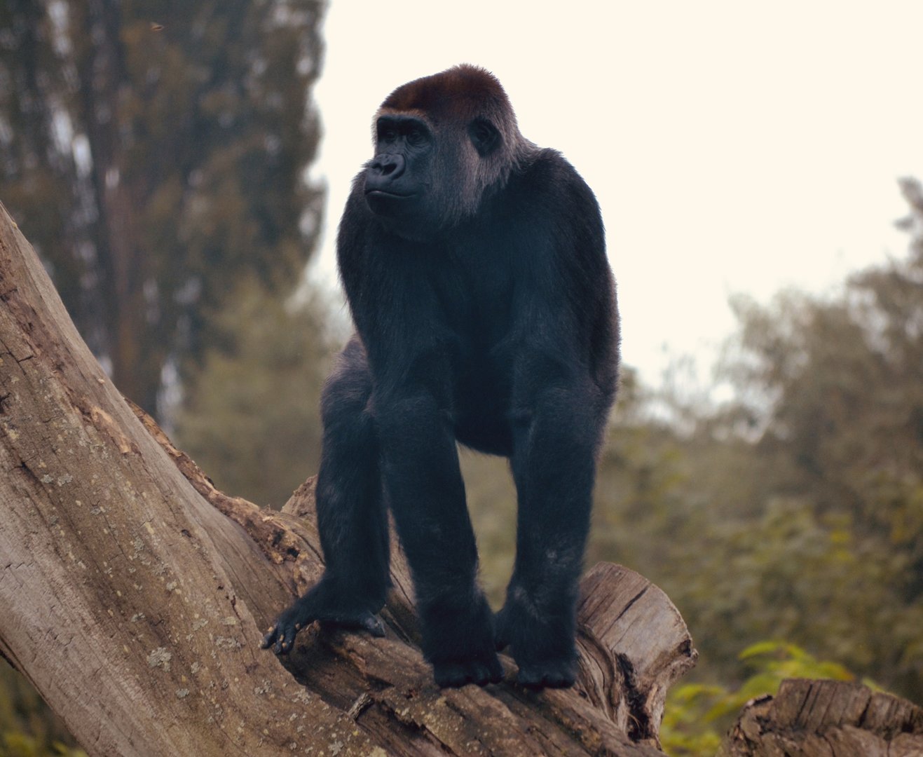 Western Lowland Gorilla - Sept 2022