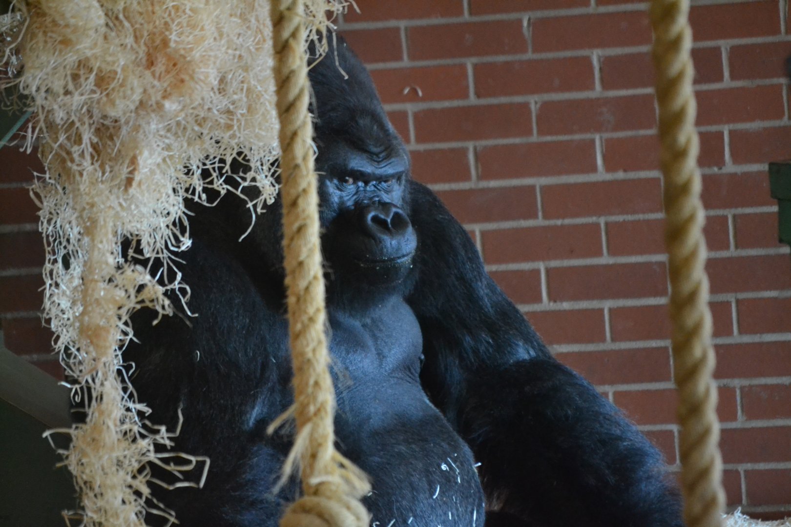 Western Lowland Gorilla - September 2015