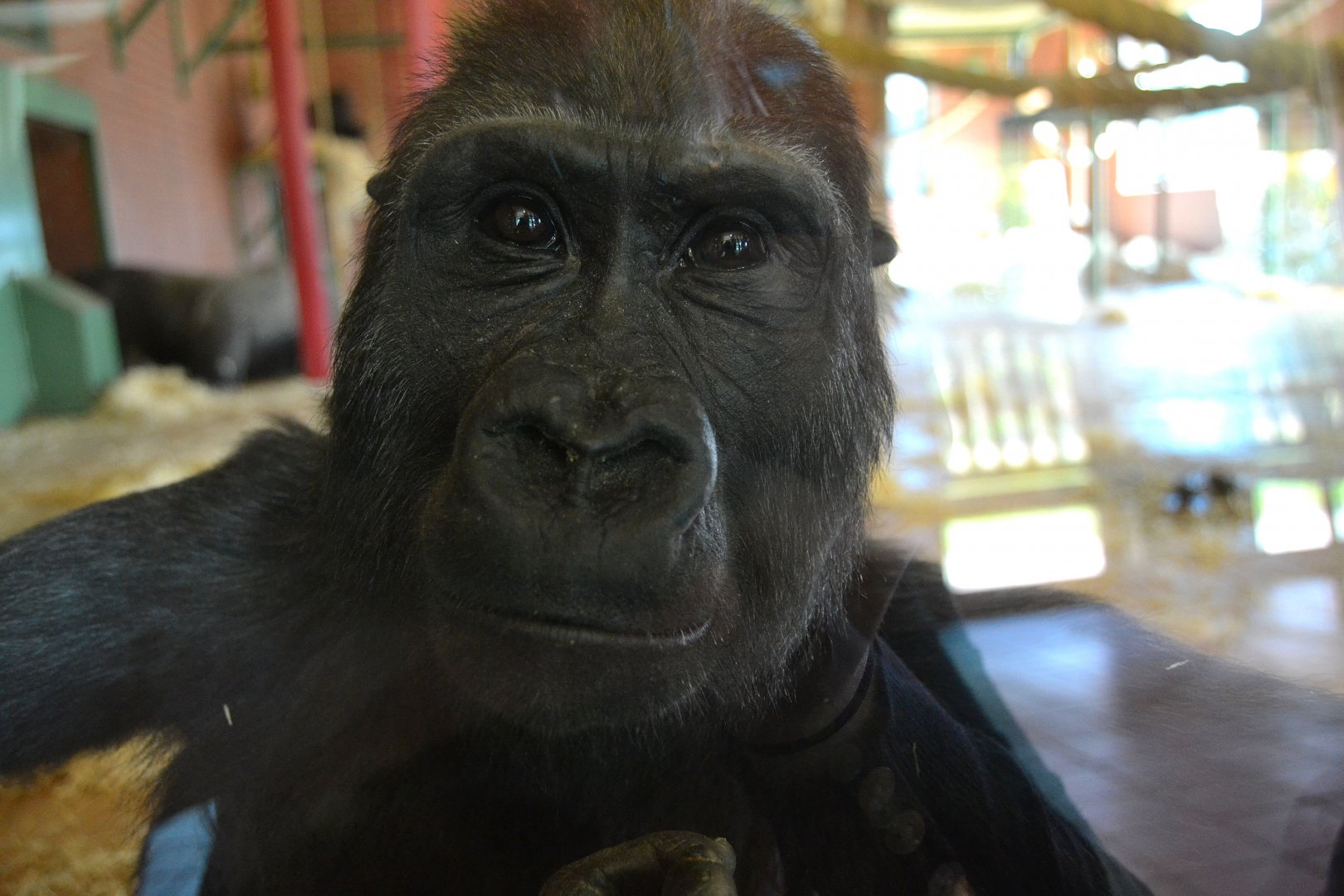 Western Lowland Gorilla - September 2015