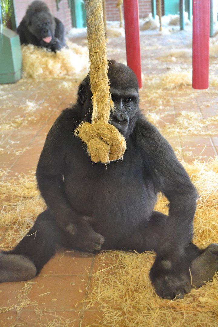 Western Lowland Gorilla - September 2015
