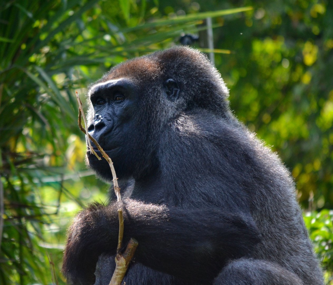Western Lowland Gorilla - September 2016