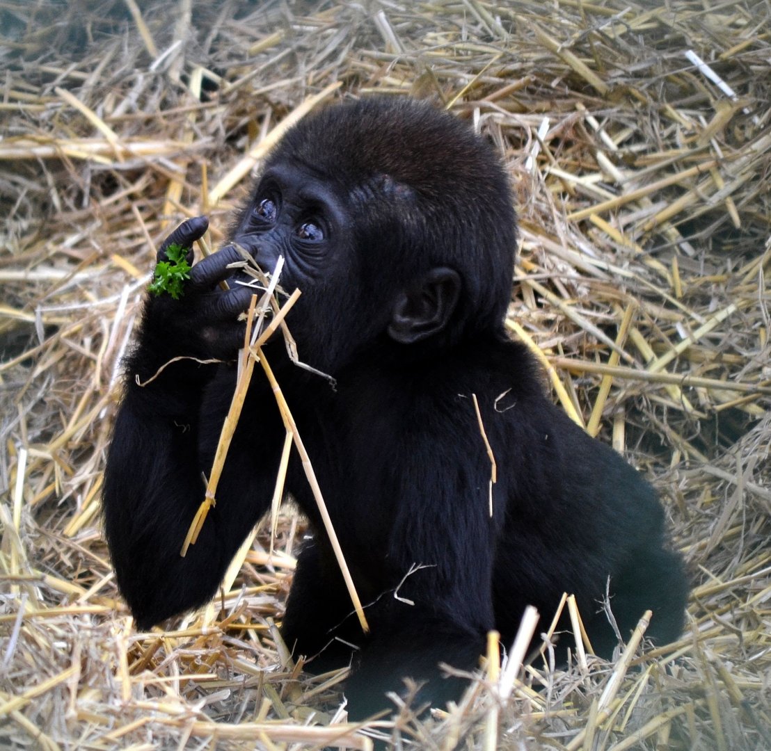 Western Lowland Gorilla - September 2016