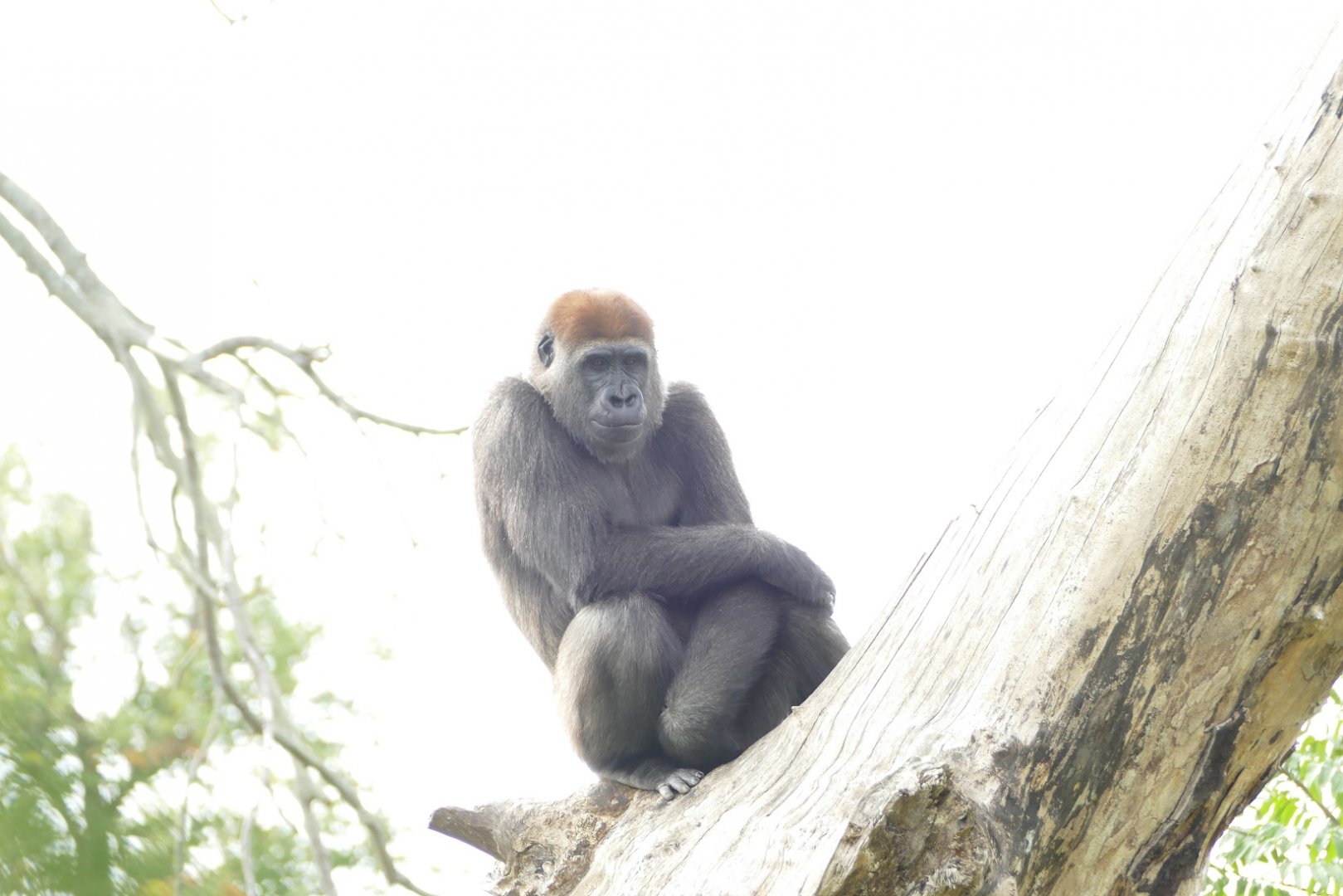 Western lowland gorilla, September 2018