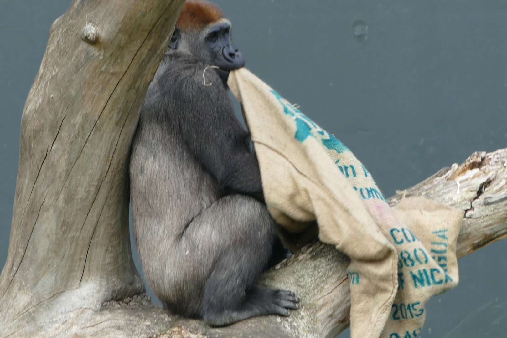Western lowland gorilla, September 2018
