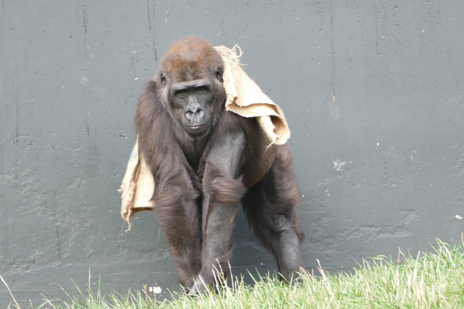 Western lowland gorilla, September 2018