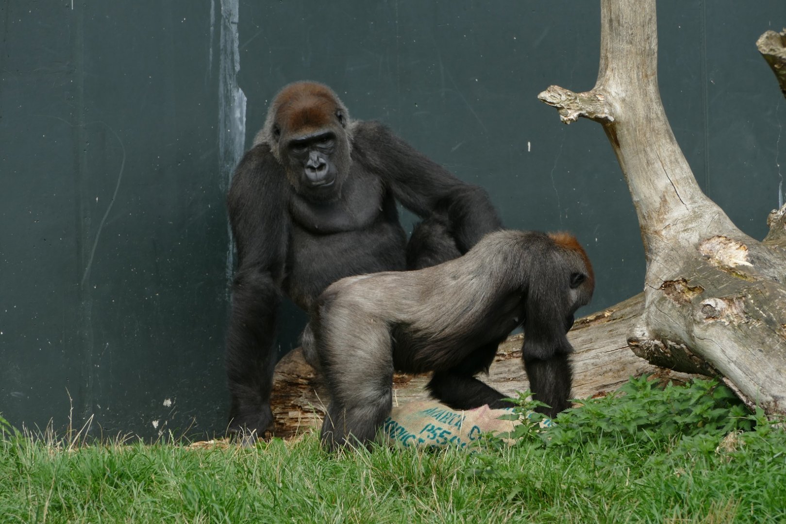 Western lowland gorilla, September 2018