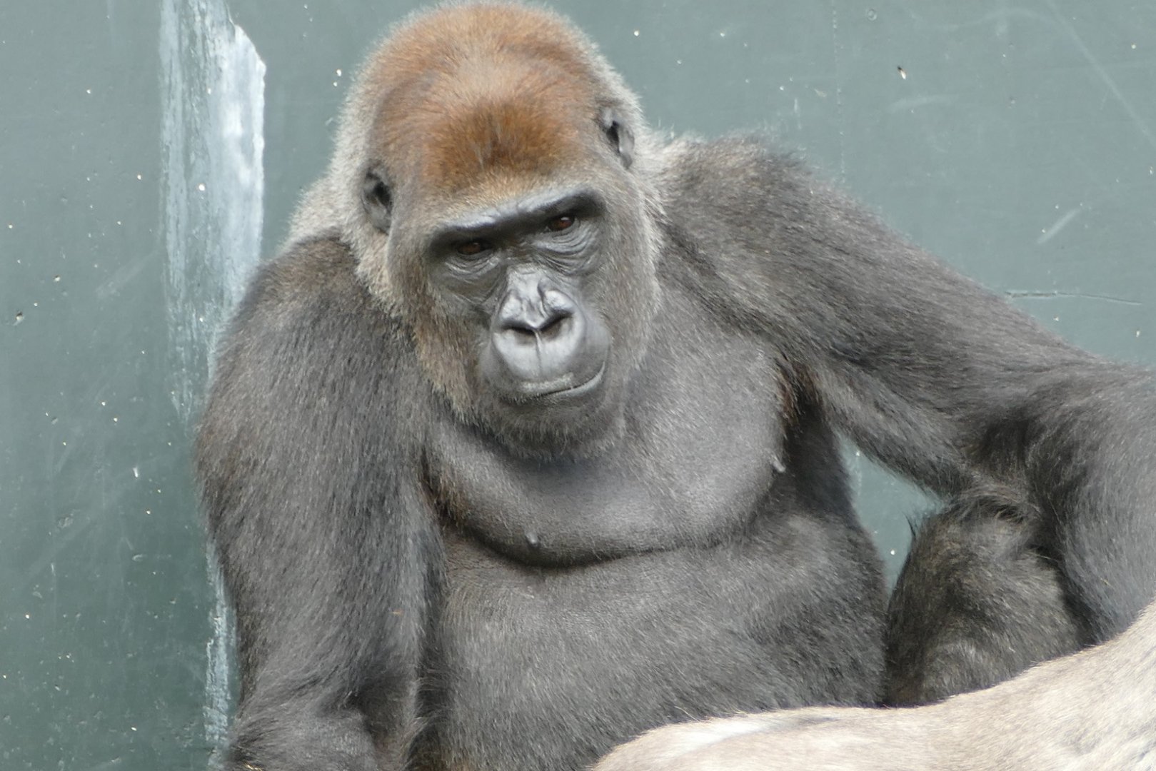 Western lowland gorilla, September 2018