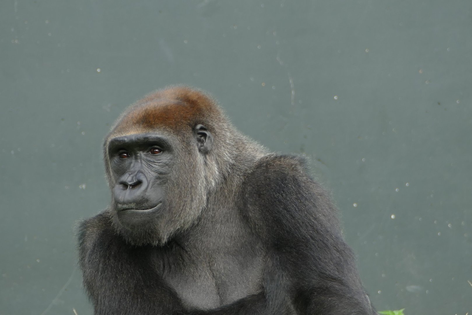 Western lowland gorilla, September 2018