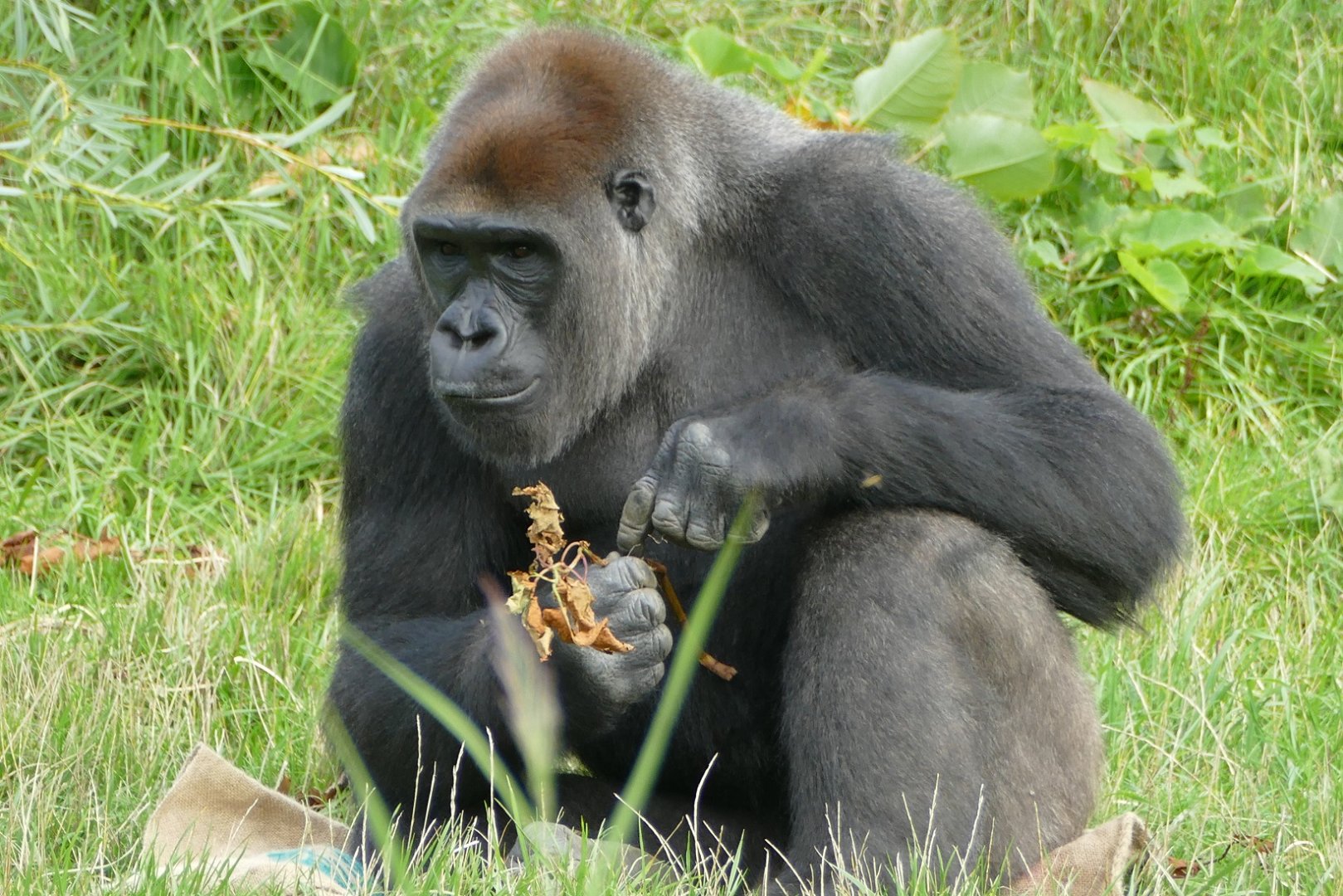 Western lowland gorilla, September 2018