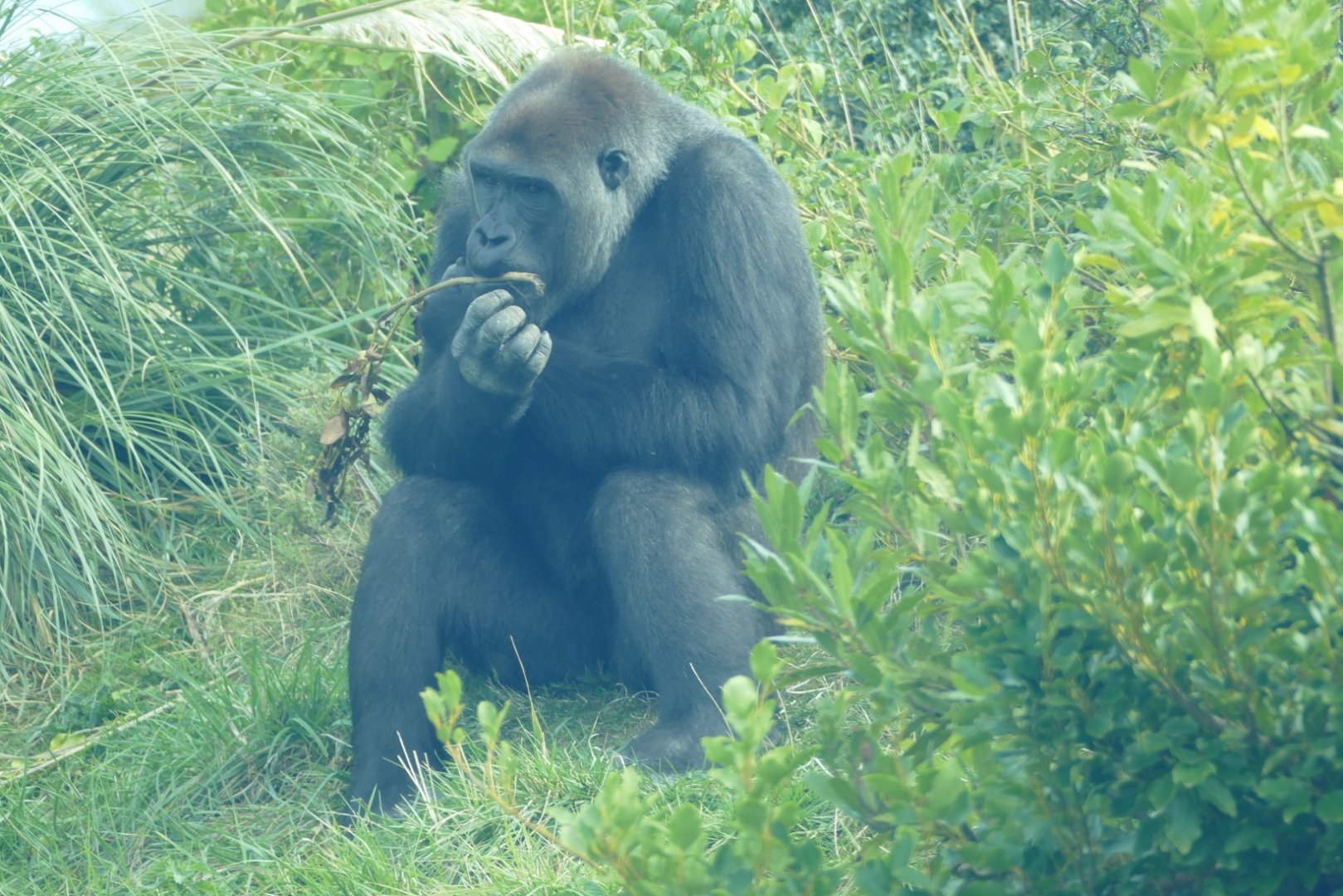 Western lowland gorilla, September 2018