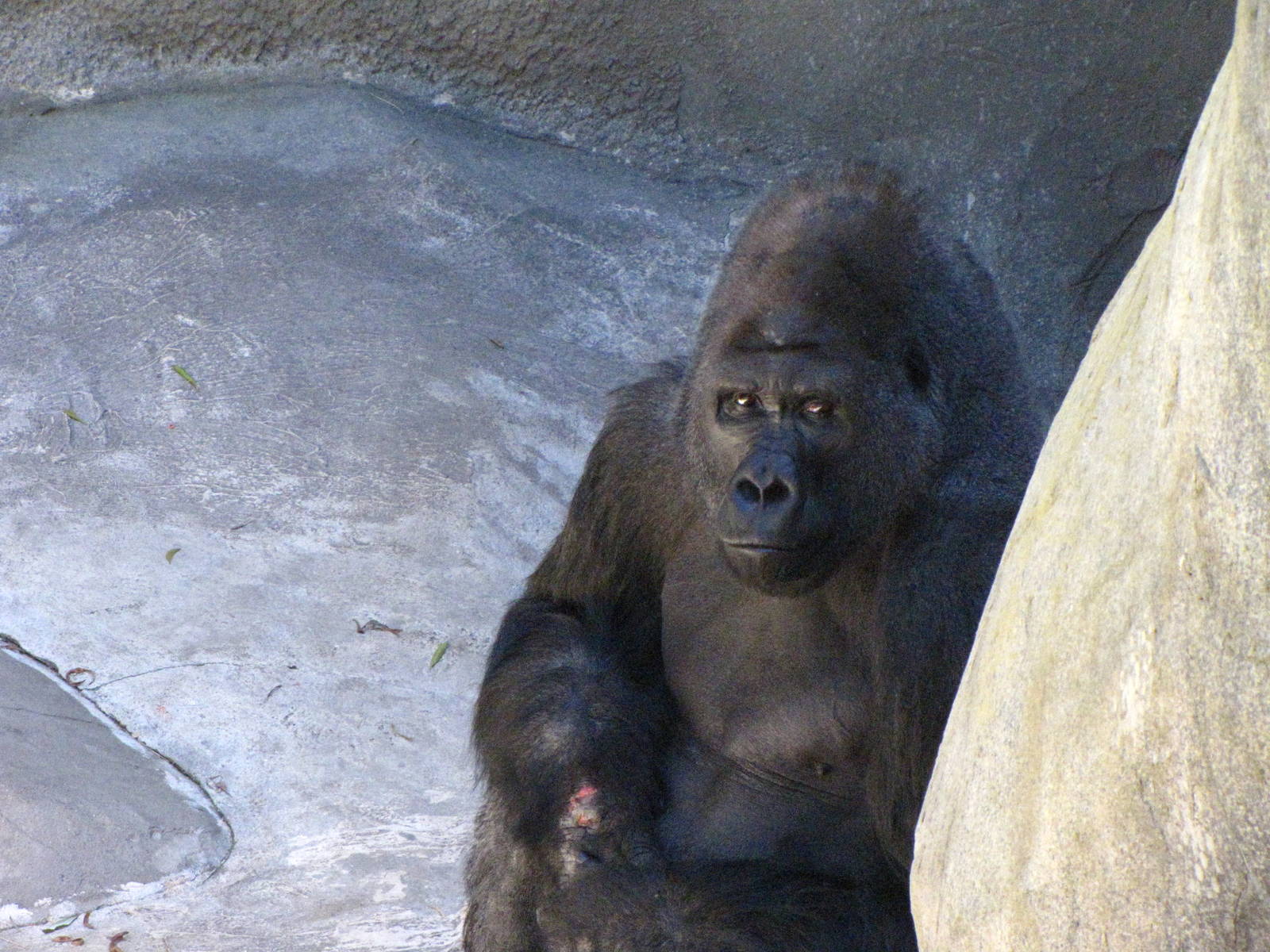Western Lowland Gorilla Showing Wound On Right Wrist