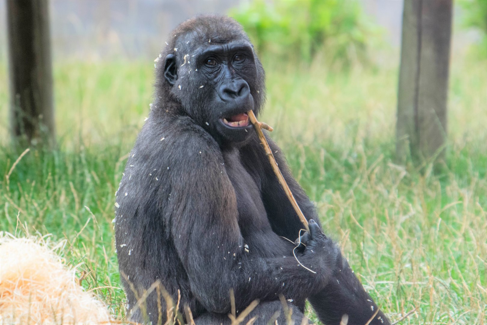 Western Lowland Gorilla Shufai at Twycross Zoo