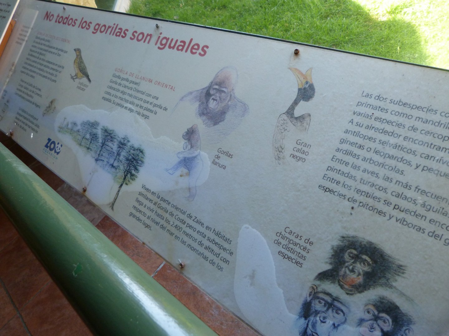Western lowland gorilla sign -Zoo Aquarium de Madrid (2025)