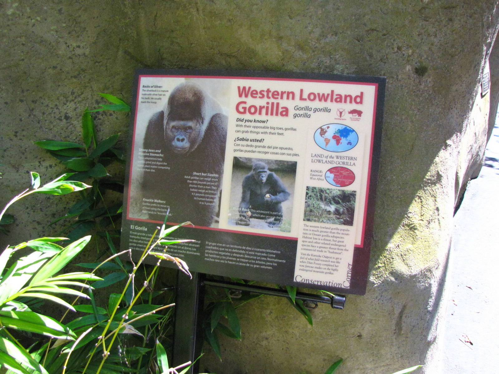 Western Lowland Gorilla Signage