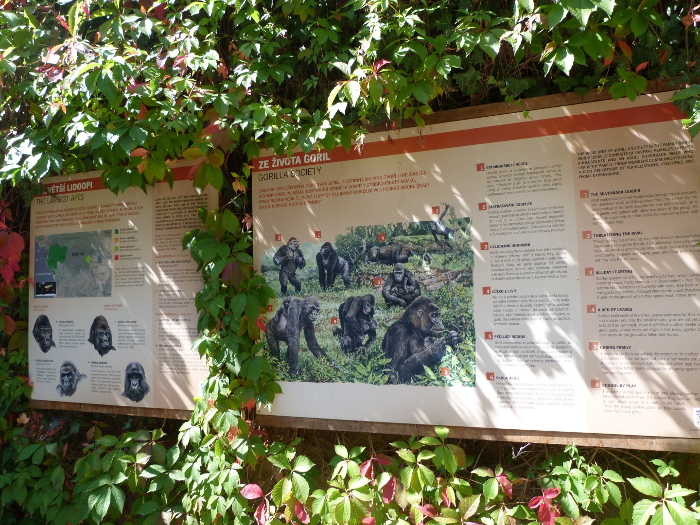 Western lowland gorilla signs -Zoo Praha (2025)