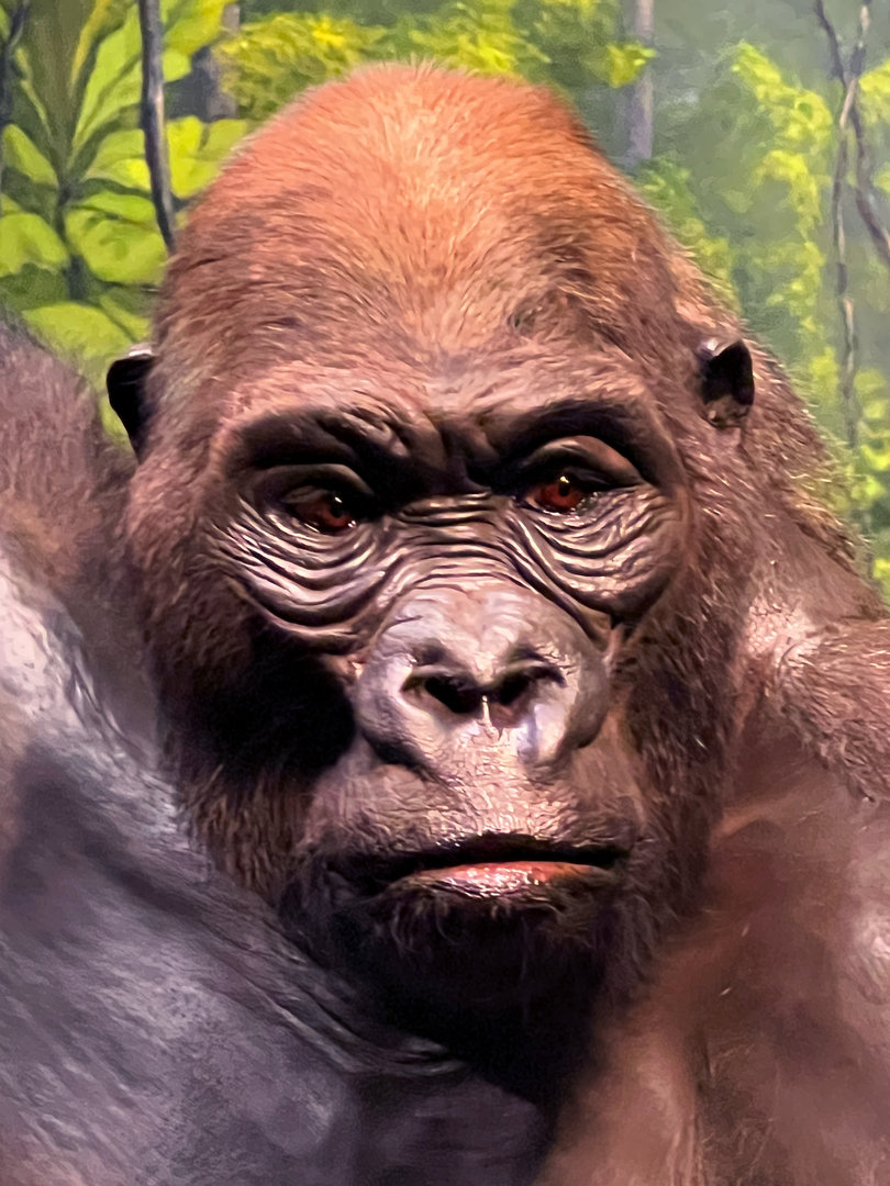 Western Lowland Gorilla Silverback Closeup