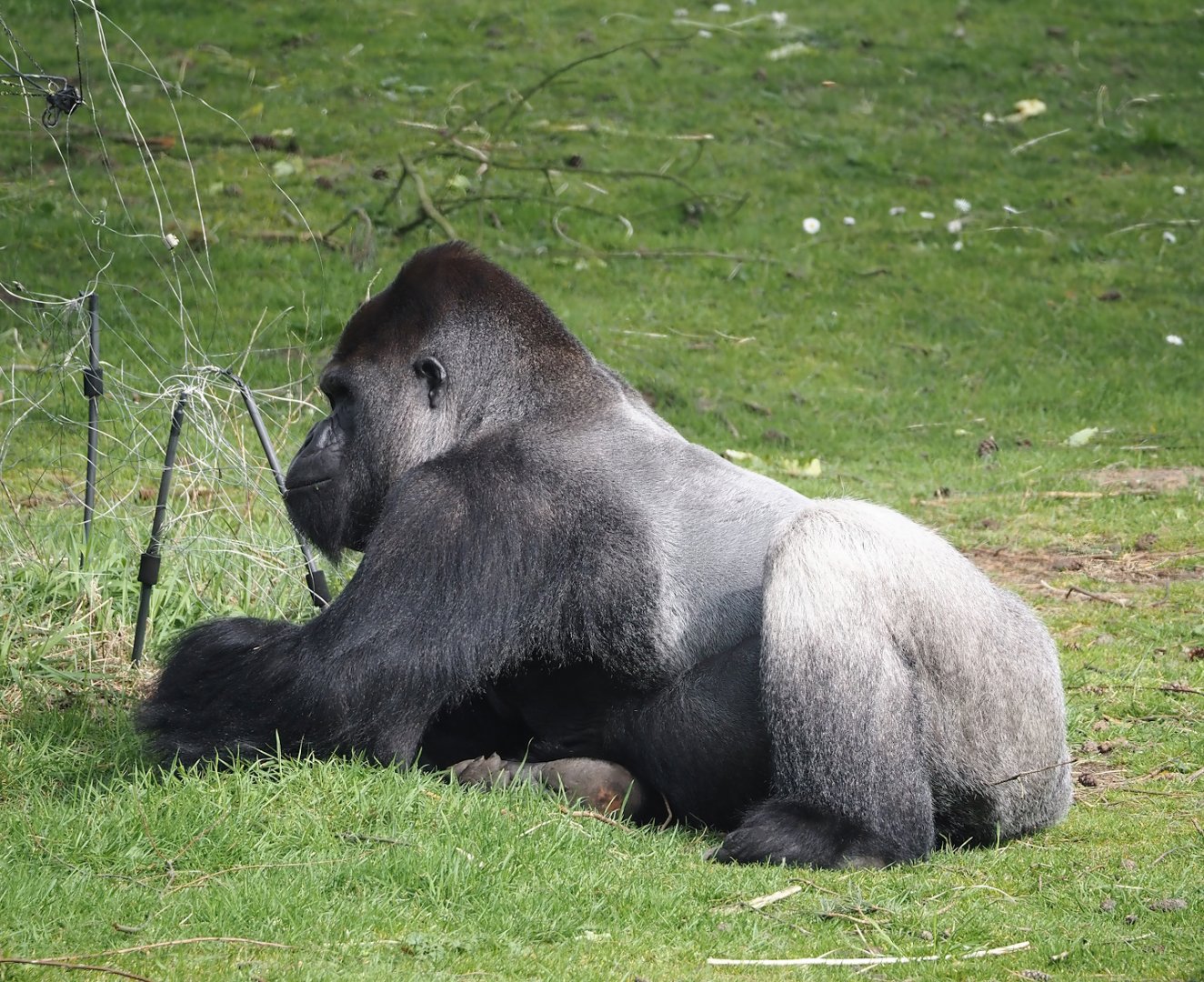 Western lowland gorilla silverback (Gorilla gorilla gorilla), 2024-04-06