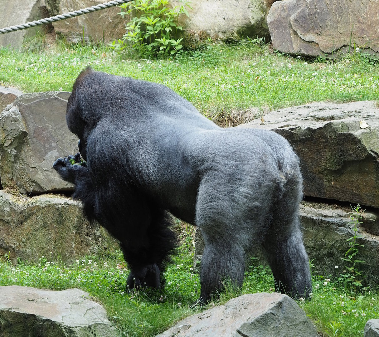 Western lowland gorilla silverback Matadi (Gorilla gorilla gorilla), 2022-07-10