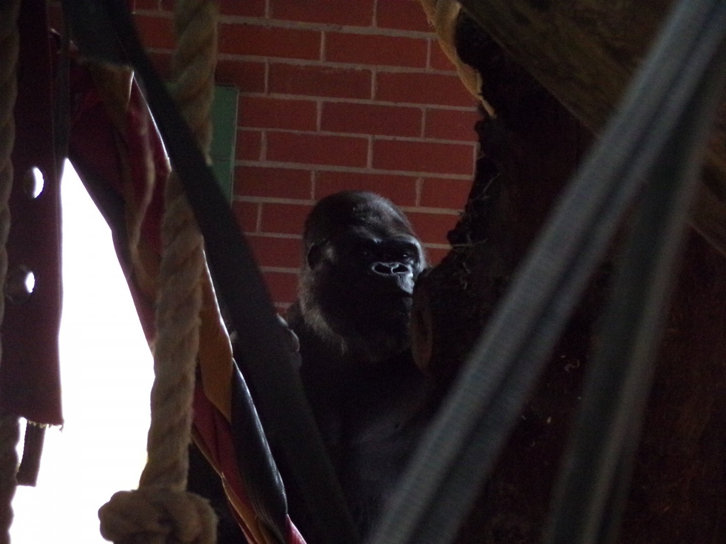 Western lowland gorilla silverback “Oumbi” 7.7.24