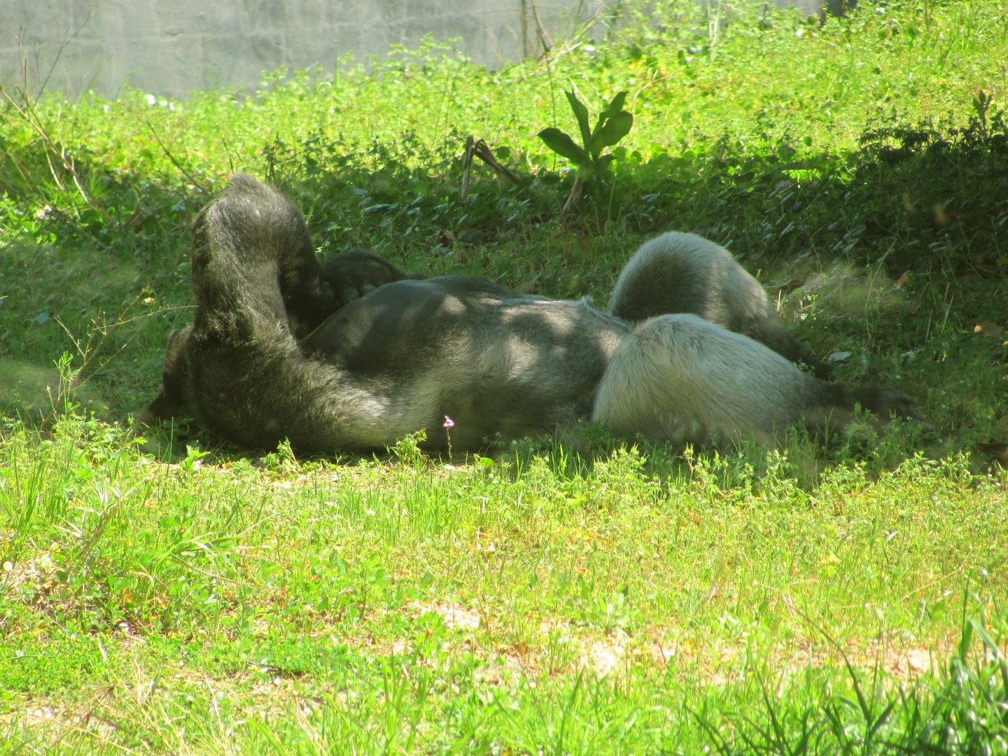 Western Lowland Gorilla Silverback Quito Sleeping