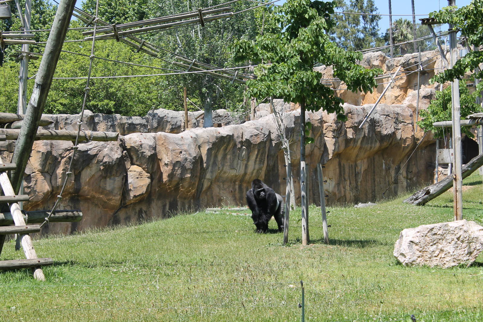 Western Lowland Gorilla Silverback
