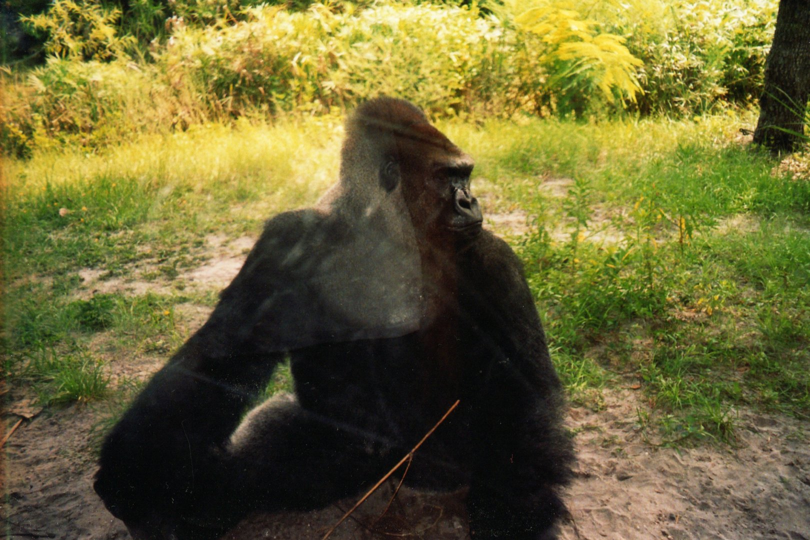 Western Lowland Gorilla Silverback
