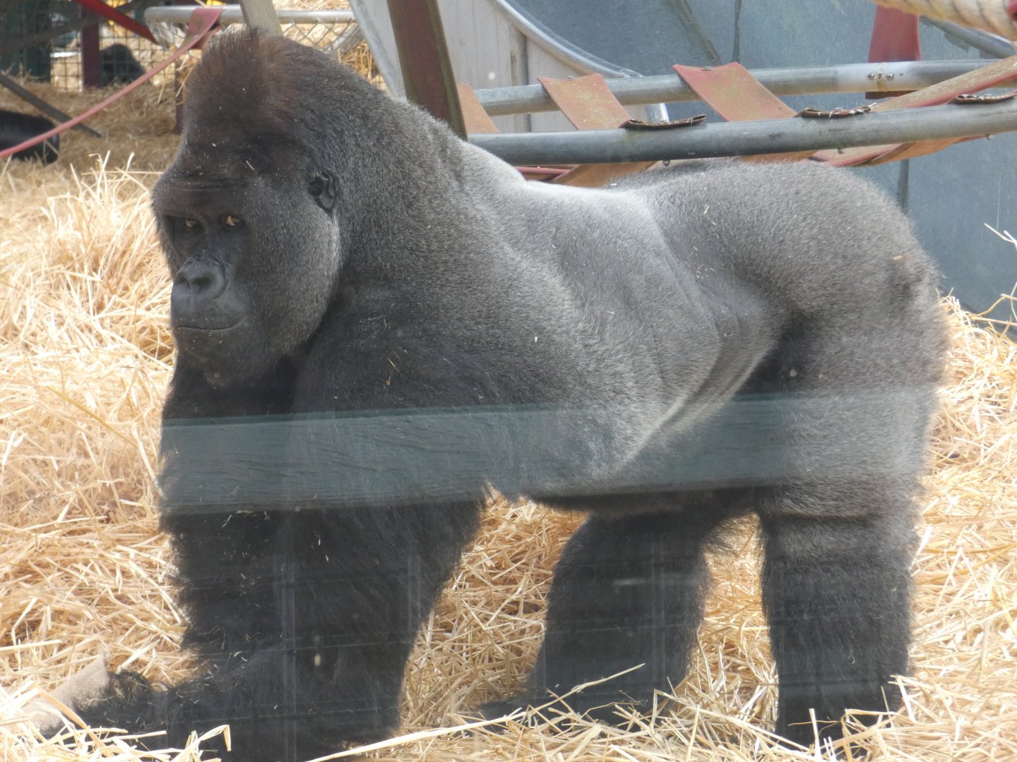 Western Lowland Gorilla silverback