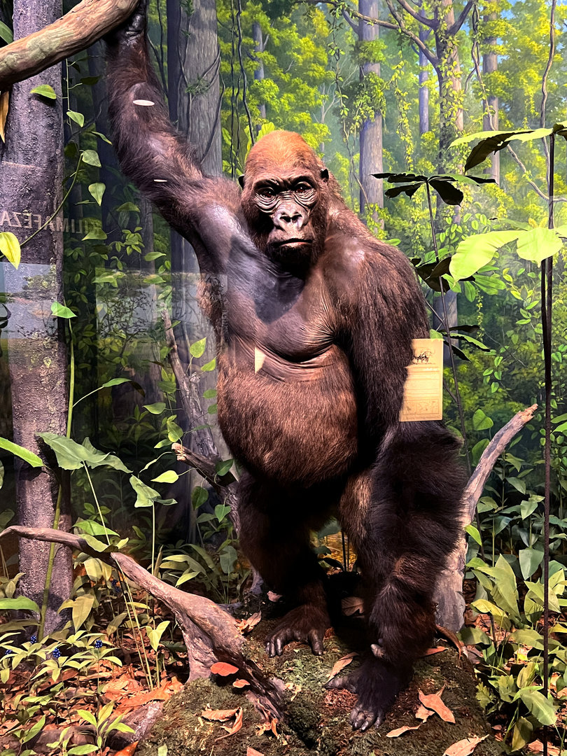 Western Lowland Gorilla Silverback