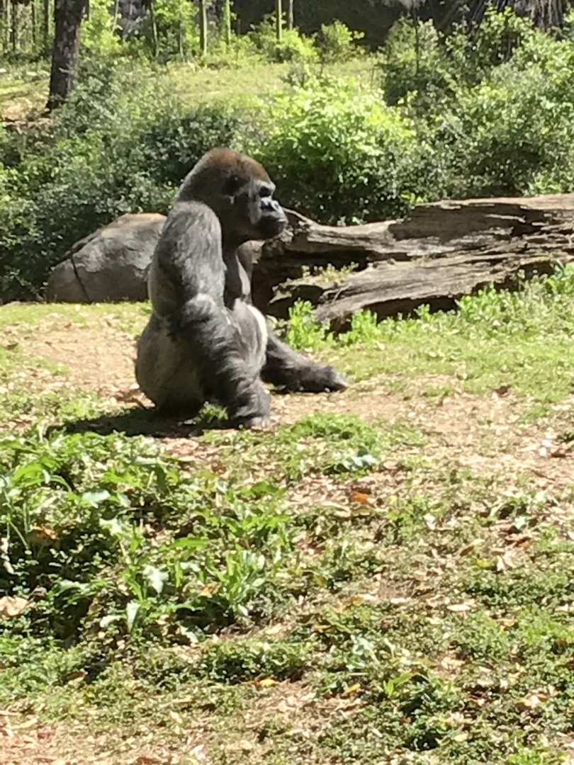 Western lowland gorilla: Standi