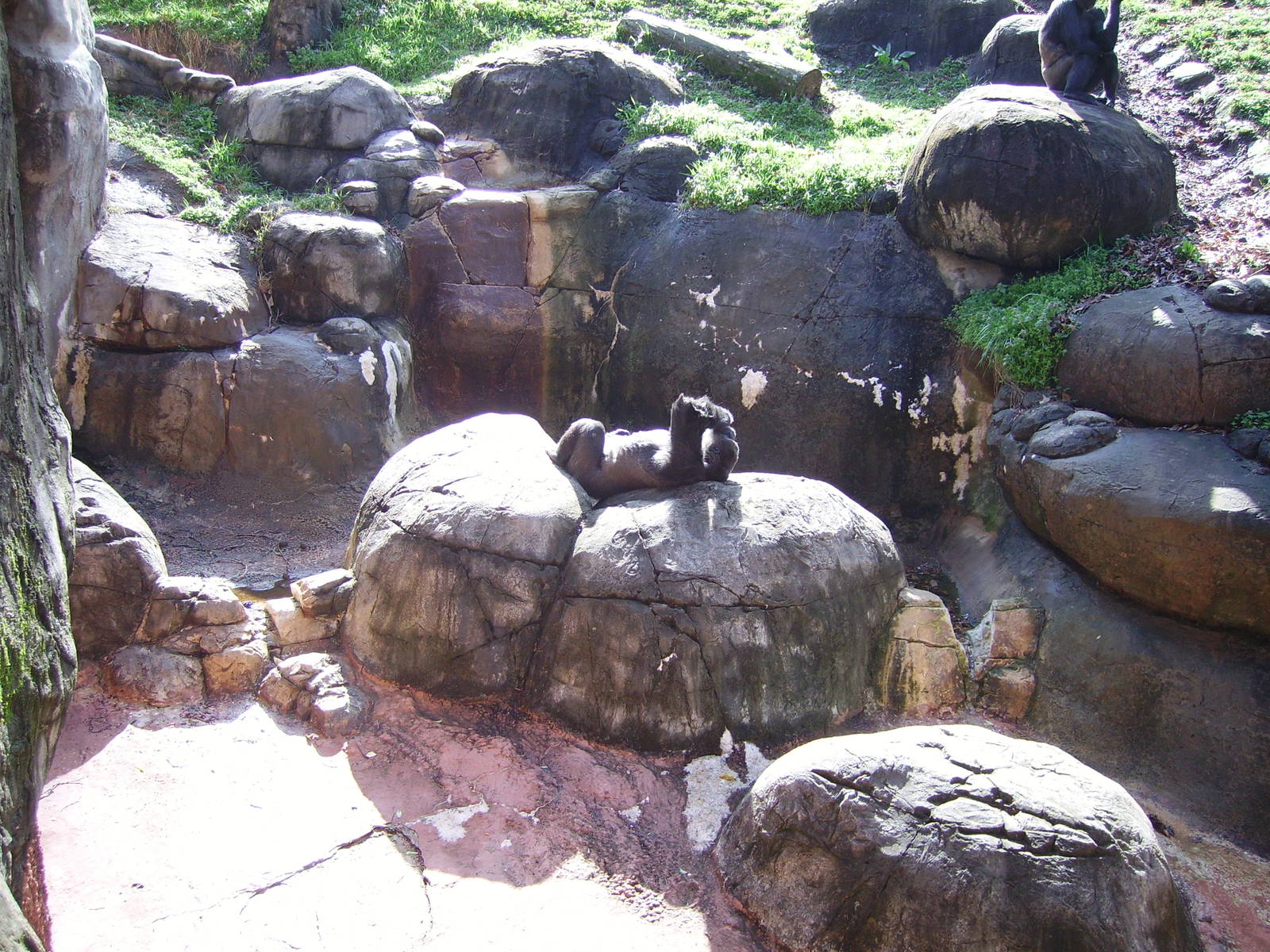 Western Lowland Gorilla sunbathing