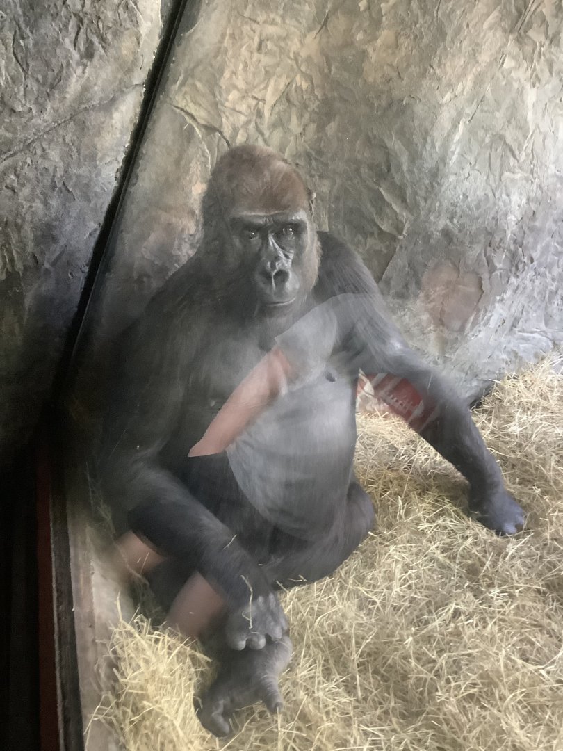 Western Lowland Gorilla Tinga sitting right at the glass 3/21/24