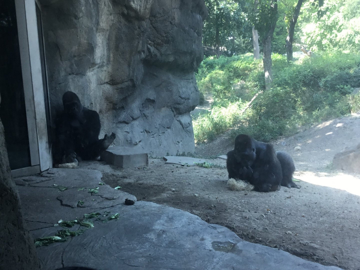 Western Lowland Gorilla Troop (Gorilla Gorilla Gorilla)