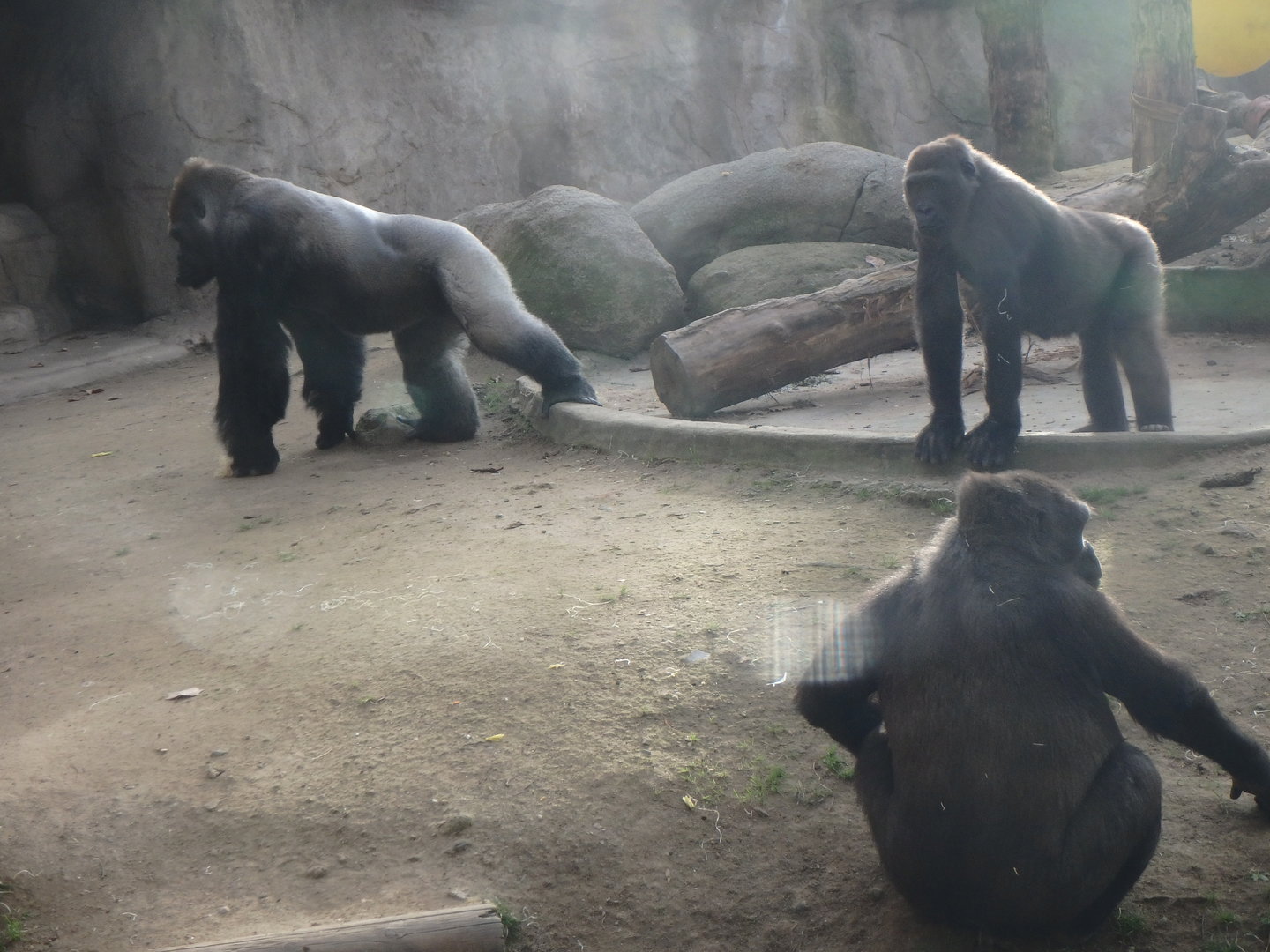 Western lowland gorilla troop