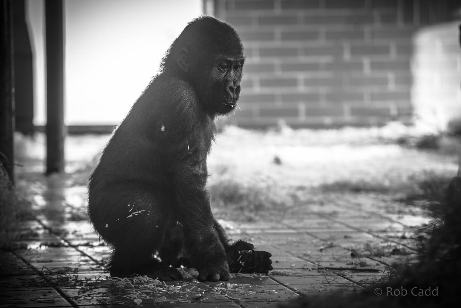 Western lowland gorilla : Twycross : 03 Oct 2014