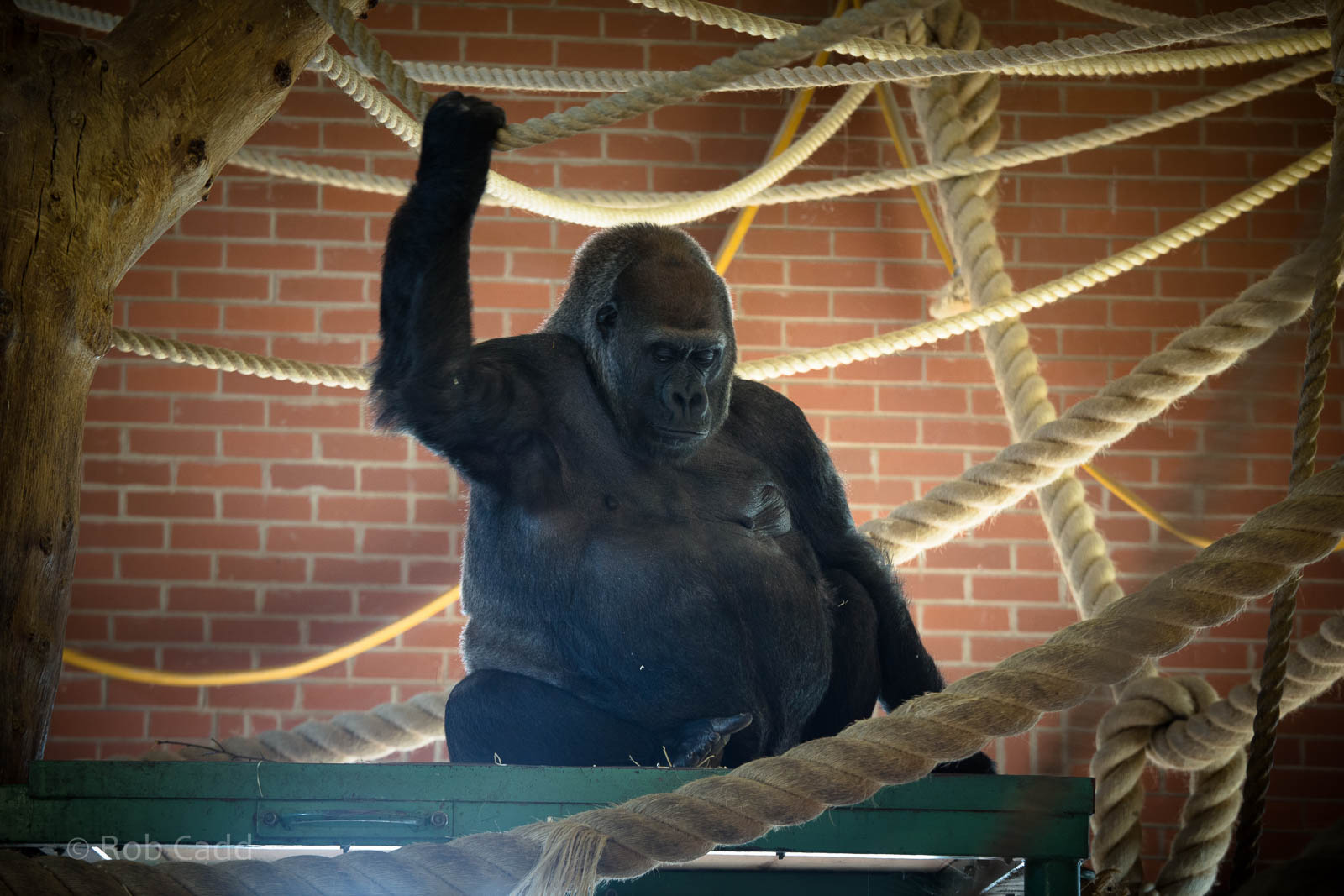 Western lowland gorilla : Twycross : 03 Oct 2014