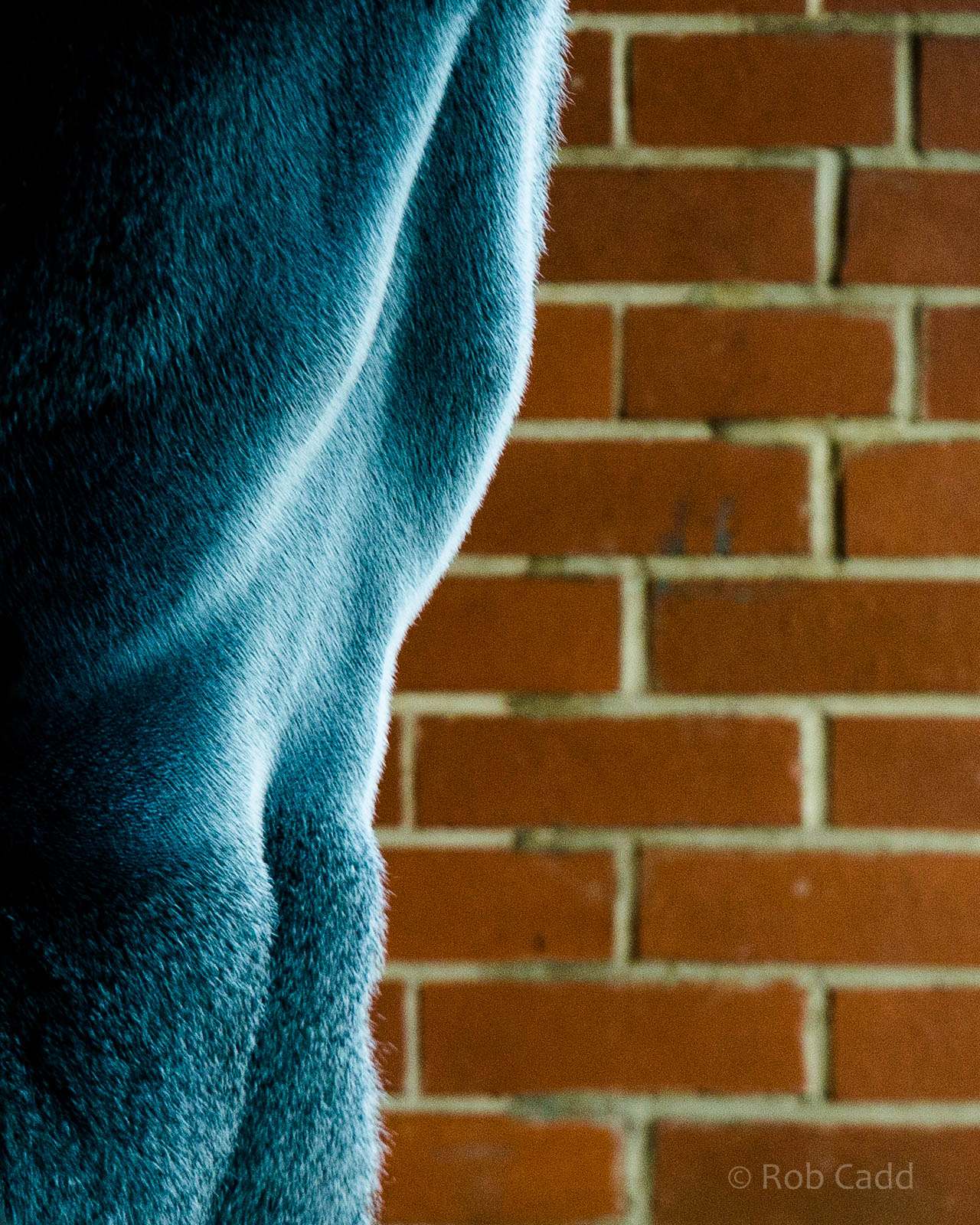 Western lowland gorilla : Twycross : 03 Oct 2014